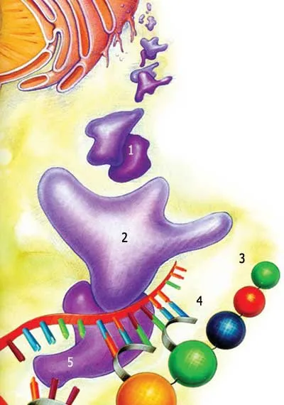 1. Ribosome 2. Large ribosome sub-unit 3. Protein chain being assembled 4. tRNA establishes a bond with mRNA. 5. Small ribosome sub-unit. The claim of a transit