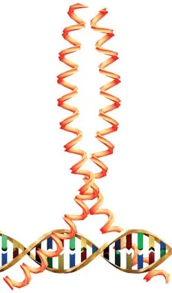 The diagram shows the protein known as the leucine zipper. These structures, also known as main zipper proteins, are extremely important for normal development