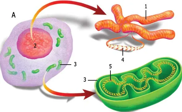 A. CELL 1. Chromosome 2. Nucleus 3. Mitochondria 4. Nuclear DNA 5. Mitochondrial DNA In addition to being present in the cell nucleus, DNA is also found in mito