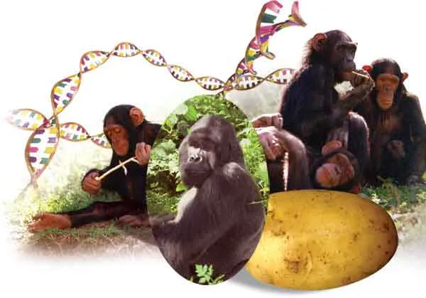 If chromosome numbers were evidence of a supposed evolutionary relationship, as evolutionists claim, then close one relative of human beings would be the potato