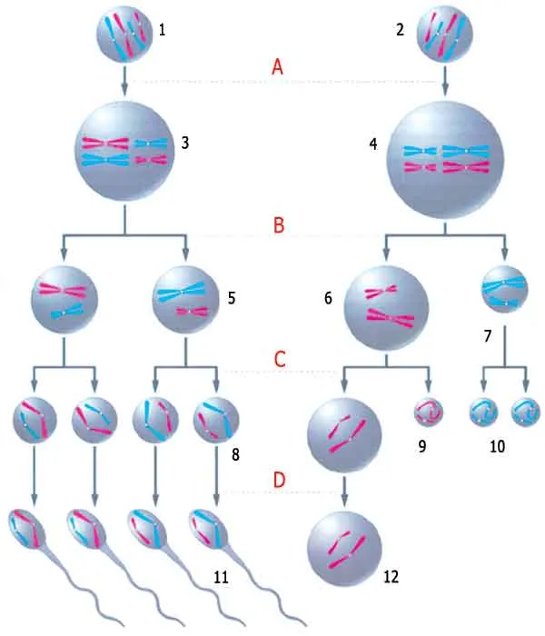 anneye ait yumurta hücresi ile babadan gelen sperm hücreleri