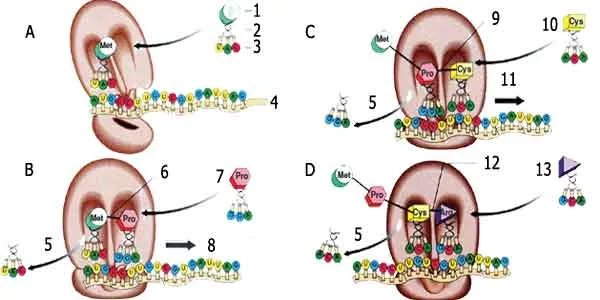 rna