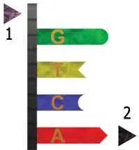 1. Sugar Phosphate 2. Nucleotide The DNA molecule possesses an architectural organization that amazes< scientists. The sides of the DNA strip are arms consistin