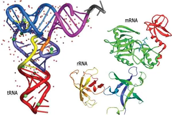 rna çeşitleri