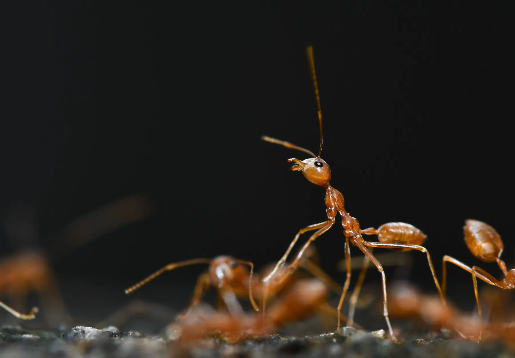 A red ant in close-up
