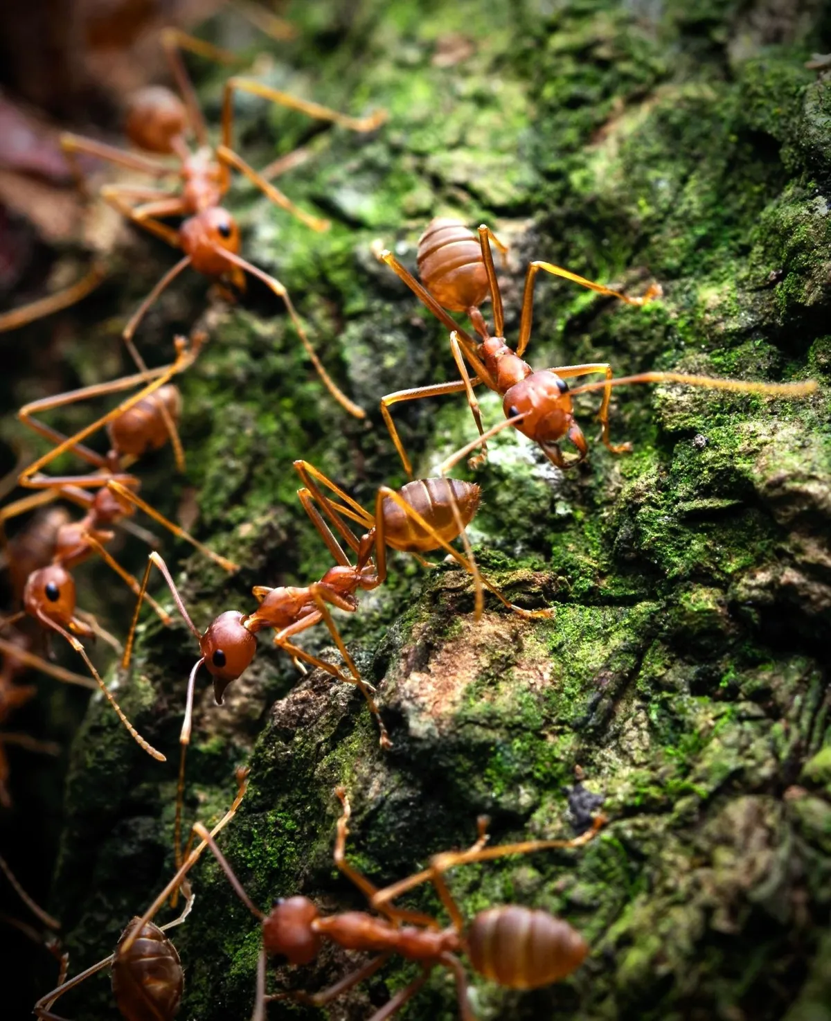 Worker ants on tree bark