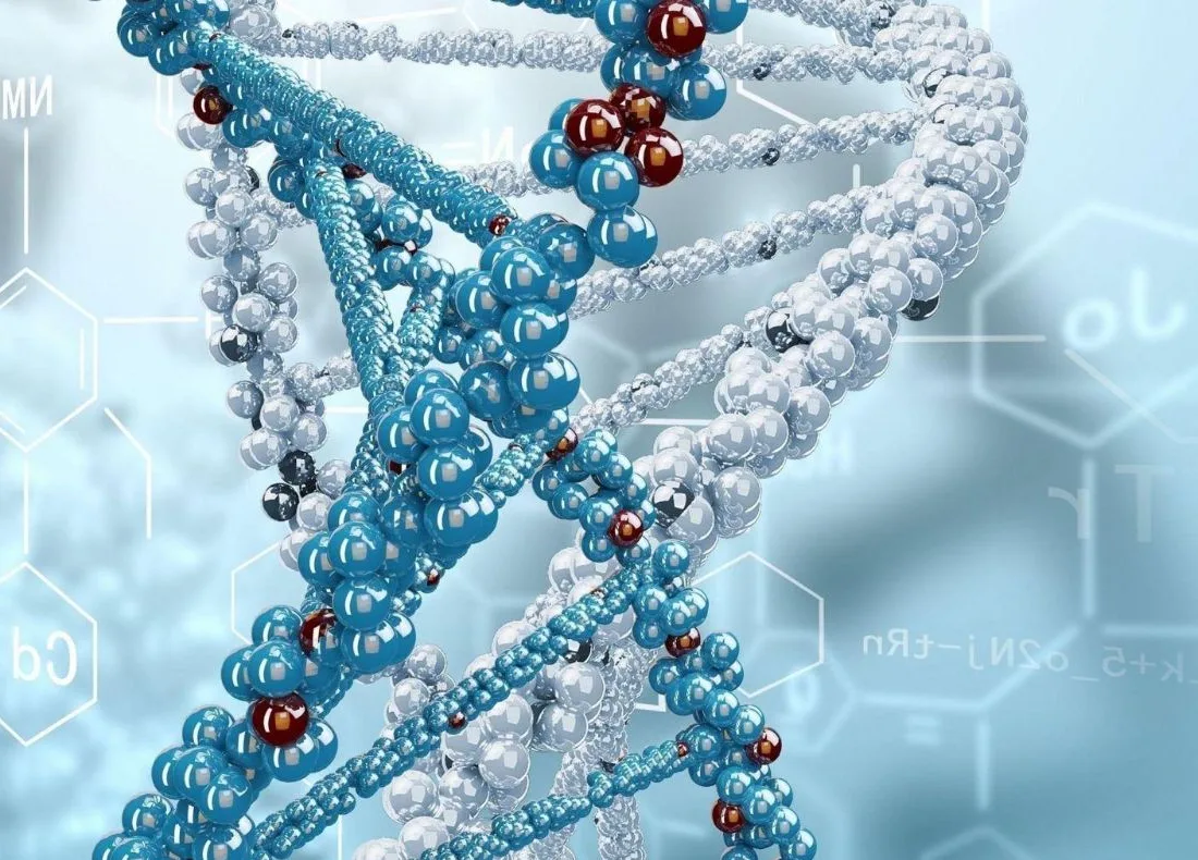 Atomic model of the DNA helix