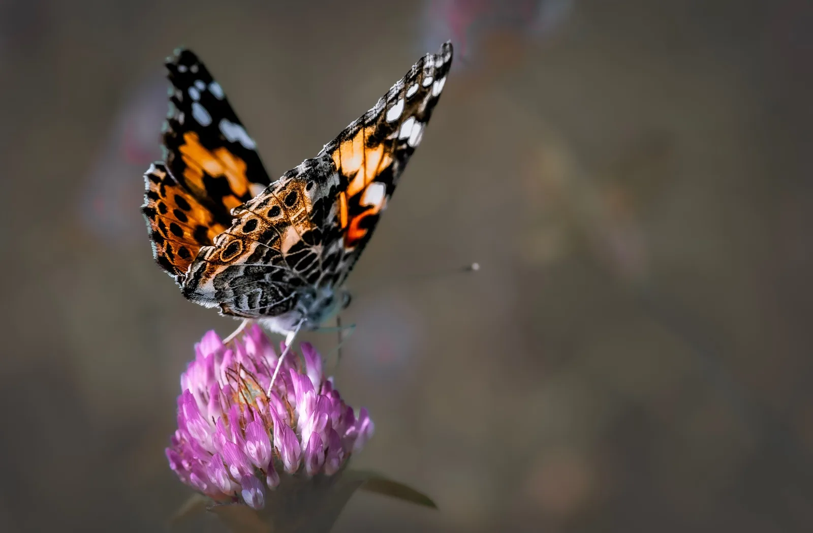 A painted lady butterfly on a clover flower