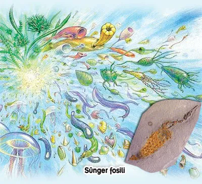 The appearance of Cambrian life forms ushered in the sudden appearance of an amazing cellular variety. Even sponges that appeared in the pre-Cambrian had five d