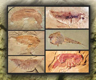The variety and particular structures in the Cambrian life forms unearthed in the Chengjiang region in China are most striking. These creatures possess bodies c