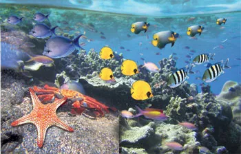 No matter how much evolutionist frauds like Walcott attempt to conceal them, the fossil record constantly reinforces the fact of Creation throughout the history