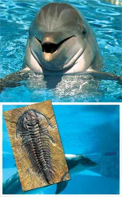 According to the Darwinist hypothesis, such complex structures as a dolphin’s sonar, a chameleon’s precisely aimed tongue, a bird’s wings or the grasping tentac