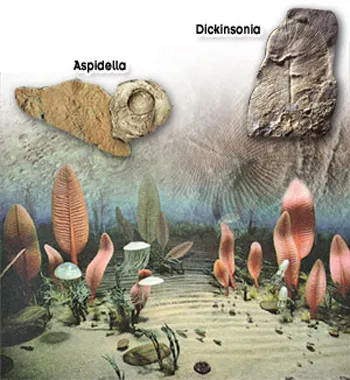 Ediacaran life forms were intriguing-looking organisms, very different from the single-celled organisms that came before them. However, they bore no resemblance