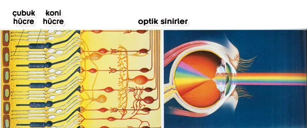 The eye consists of a number of components. In order for this complex system to function and make vision possible, all of its components must work together at t