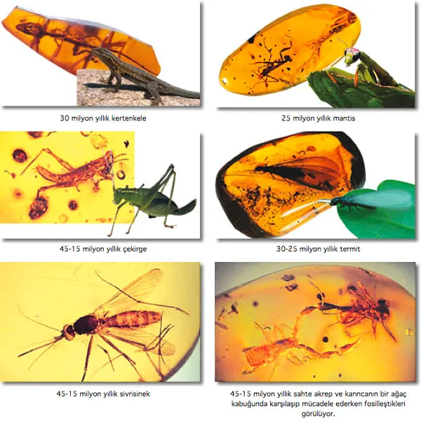 Stasis—in other words, continuity—in the fossil record refutes the gradual model of evolution through mutations foreseen by neo-Darwinism. The remains that many