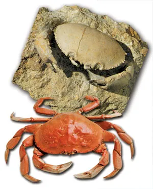 The realization that the present-day fossil record is entirely adequate represents a major disappointment for evolutionist paleontologists. Along with providing