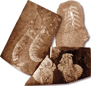 Some Burgess Shale fossils. Supporters of evolution began producing unrealistic theories to account for the existence of these highly specialized organisms.