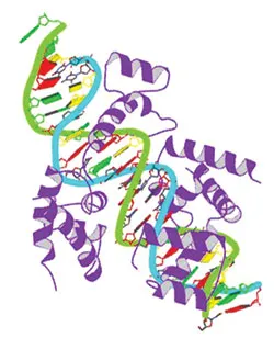 Evolutionists, unable to explain the imaginary evolutionary origin of the Cambrian explosion, realized that the new findings in genetics totally invalidated the