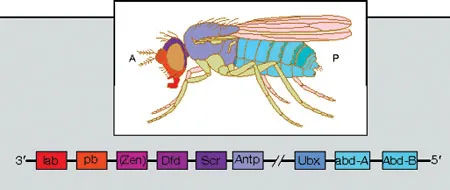 The sequence of Hox genes on the chromosome is the same as the arrangement of those body parts the development of which is regulated by these genes. Changing th