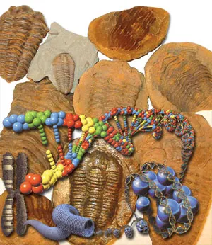 The absence of Hox genes in the fossil record represents a problem for evolutionists. However, even if they had found the genes in question in fossilized Cambri