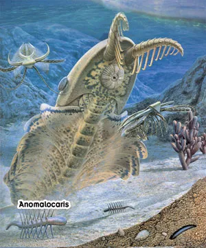 In the post-Cambrian period, in short, there was no increase in anatomical variety at the phylum level. The categories that emerged subsequently consisted of re
