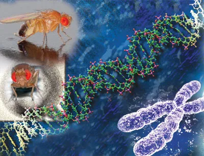 An organism’s transition from a single cell to many means the formation of a vast amount of specified genetic information. New proteins must be arranged into ne