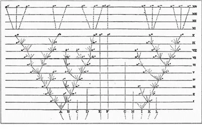 Darwin’s False Tree of Life According to Darwin, life must have originated from a single ancestor, and species must have formed through small, gradual changes.