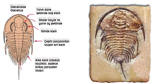 Pairs of appendages protruded from each section of the trilobite. Jointed legs, branchial appendages and a segmented structure containing the internal organs ma