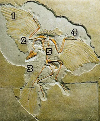 Archæopteryx exhibits the features of a full-fledged bird: 1.Its feathers show that it was a warm-blooded creature able to fly. 2.Its bones are hollow, like tho