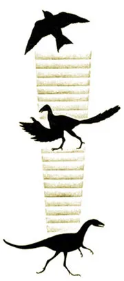 According to evolutionists, some small dinosaurs, such as Velociraptors or Dromeosaurs, evolved by acquiring wings and then starting to fly. Thus, Archæopteryx 