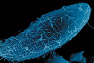 Evolutionists portray bacteria’s resistance to antibiotics as evidence of evolution—but in a deceptive way.