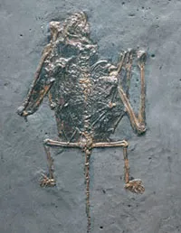 yarasa fosili, fosil