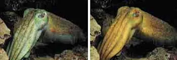 Left: A cuttlefish that makes itself look like the sandy surface. Right: The bright yellow colour the same fish turns in case of danger, such as when it is seen