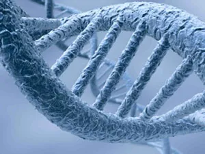 The molecule known as DNA, which is found in the nucleus of each of the 100 trillion cells in our bodies, contains the complete blueprint for the construction o