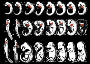 Haeckel’s Fraudulent Drawings These drawings were fabricated by Haeckel to demonstrate the “similarities” between human and fish embryos. Comparing his sketch w