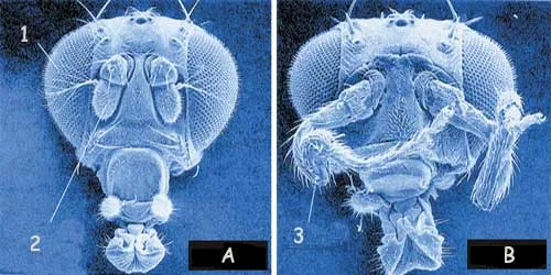 All Mutations are Harmful A. NORMAL 1. Eye, 2. Antenna B. MUTANT 3. Leg A normal fruit fly (drosophila). A fruit fly with its legs jutting from its head; a muta