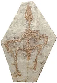 The bird named Confuciusornis is the same age as Archæopteryx.