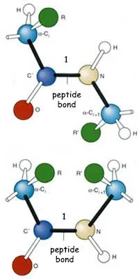 The amino acid molecules that make up proteins must be linked to each other in a so-called “peptide bond”, which is only one of the many possible types of bonds
