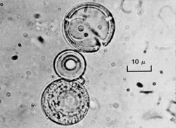 In his experiment, Fox produced a substance called "proteinoid". Proteinoids were randomly assembled combinations of amino acids. Unlike proteins of living thin