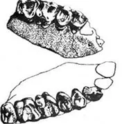 A Single Jawbone As a Spark of Inspiration The evolutionists daringly pictured Ramapithecus, his family and the environment they lived in, by relying only on th