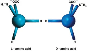 In nature, there are two different types of amino acids, called "left-handed" and "right-handed". The difference between them is the mirror-symmetry between the