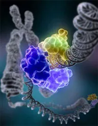 dna, enzim