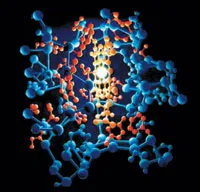 sitokrom c, protein