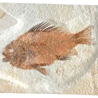 güneş balığı, fosil