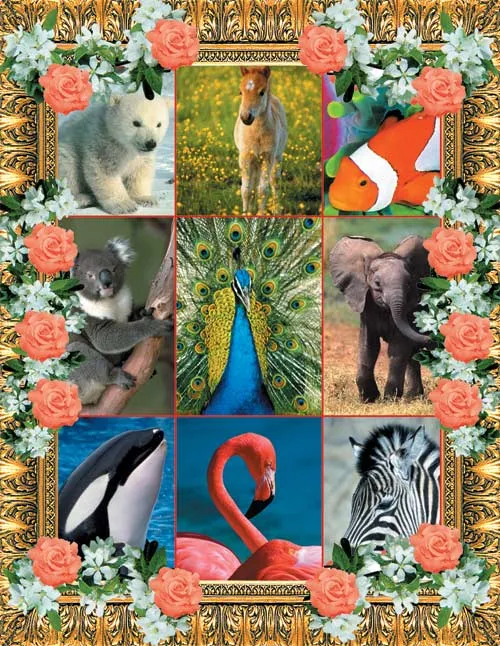 The animal kingdom contains more than a million described species, making it the largest of the kingdom