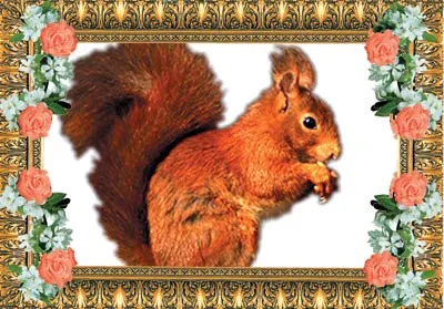 squirrel
