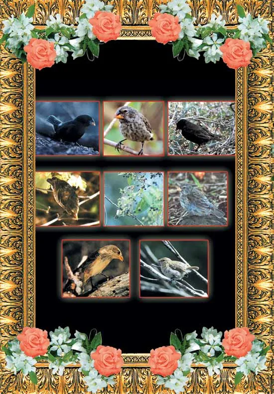 finches