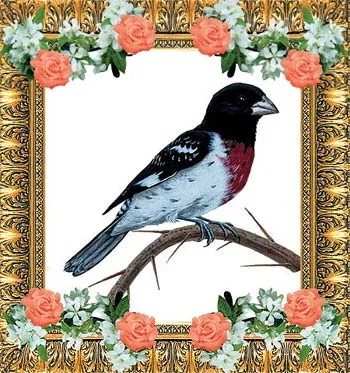 Evolutionist researchers ascribe fluctuations in the beaks of "Darwins's finches' to evolution, but this is completely ideological.