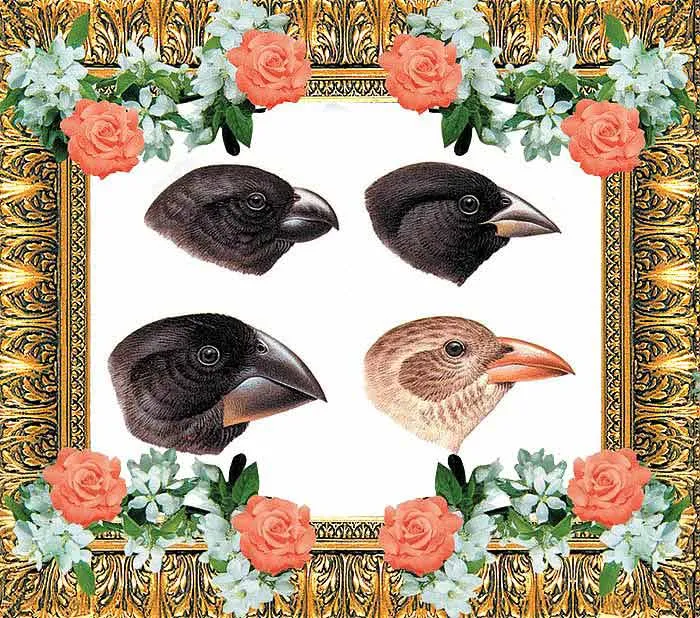 The different beaks on the Galapagos Islands finches are an example of variation and represent no evidence for the evolution of species.