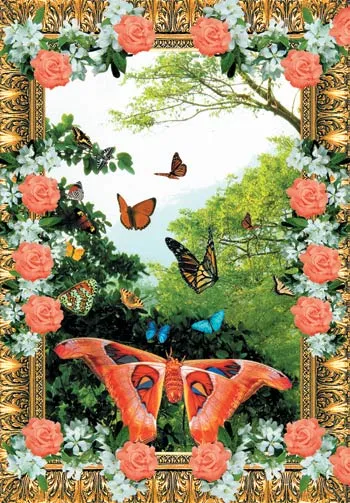 butterfly